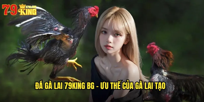 Đá Gà Lai 79king BG - Ưu Thế Của Gà Lai Tạo