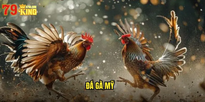 đá gà Mỹ