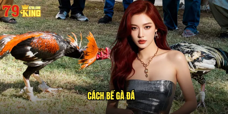 Cách Bế Gà Đá