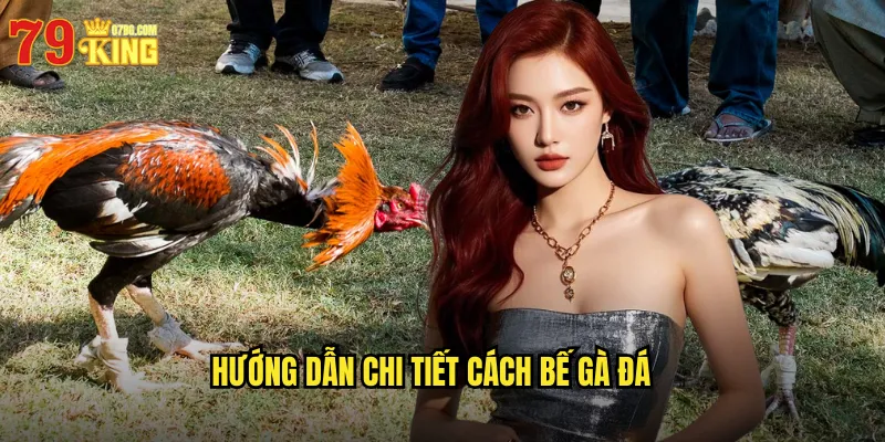 Hướng Dẫn Chi Tiết Cách Bế Gà Đá