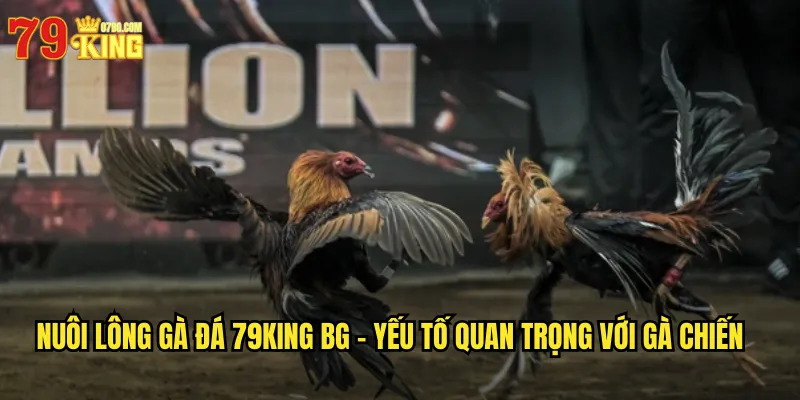 Nuôi lông gà đá 79king bg - Yếu Tố Quan Trọng Với Gà Chiến