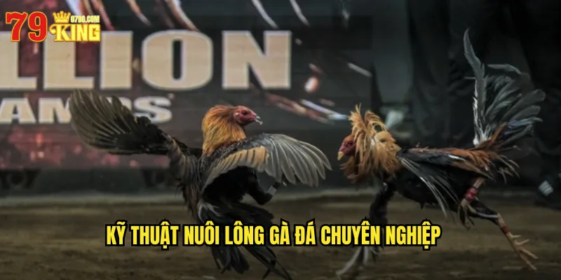 Kỹ Thuật Nuôi Lông Gà Đá Chuyên Nghiệp