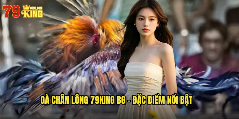 Gà chân lông 79king BG - Đặc Điểm Nổi Bật
