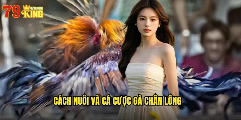 Cách Nuôi Và Cá Cược Gà Chân Lông