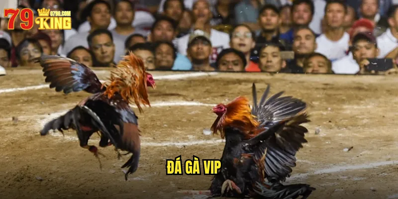 Đá Gà VIP