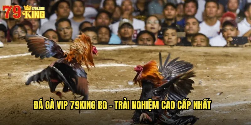 Đá gà VIP 79king bg - Trải Nghiệm Cao Cấp Nhất