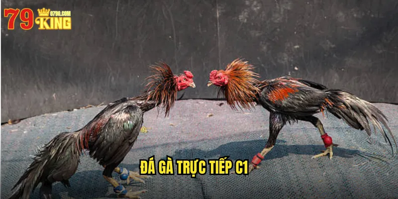 đá gà trực tiếp C1