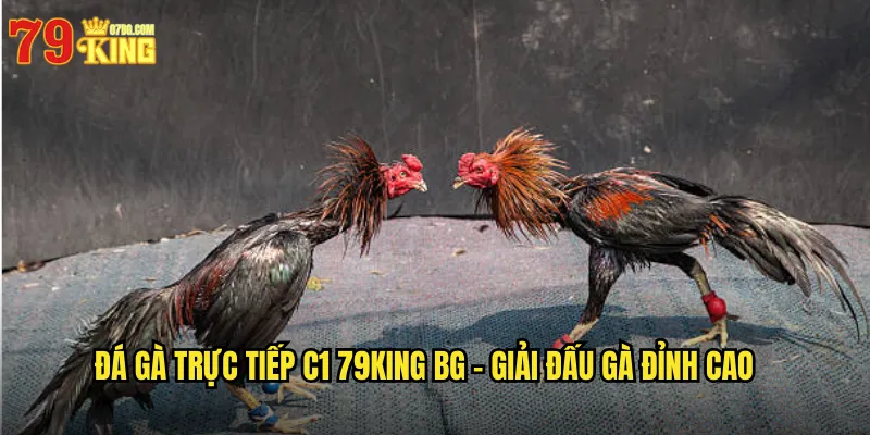 Đá gà trực tiếp C1 79king bg - Giải Đấu Gà Đỉnh Cao