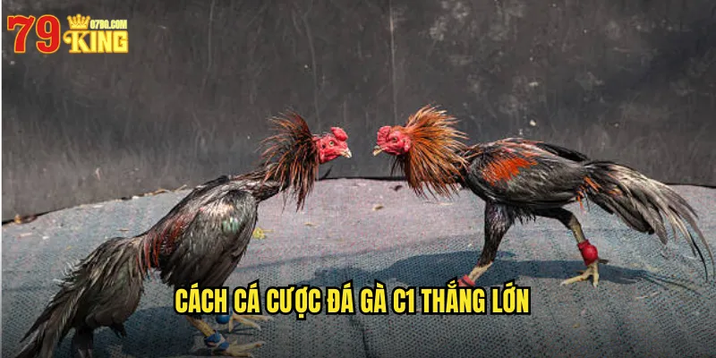 Cách Cá Cược Đá Gà C1 Thắng Lớn